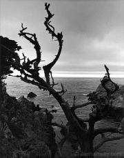 whalers_cove_point_lobos